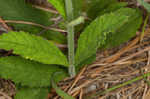 Carolina false vervain